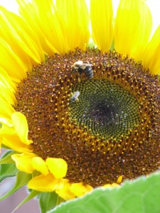 Sunflower 073